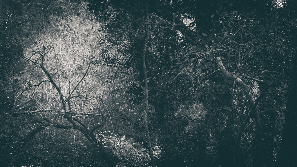 The Secret Language of Trees Week 8, November_20171123_0160_1BW toned.jpg