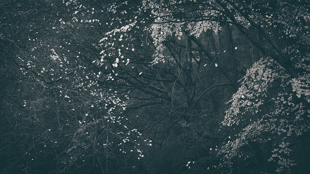 The Secret Language of Trees Week 8, November_20171123_0182BW toned.jpg