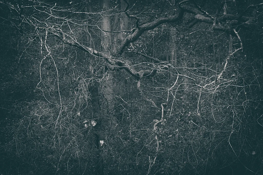 The Secret Language of Trees Week 8, November_20171123_0187_1BW toned.jpg