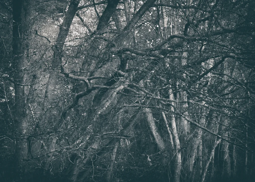 The Secret Language of Trees Week 8, November_20171123_0218_1.jpg