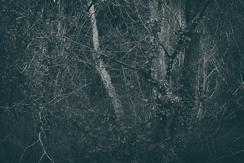 The Secret Language of Trees Week 8, November_20171123_0227_1BW toned.jpg