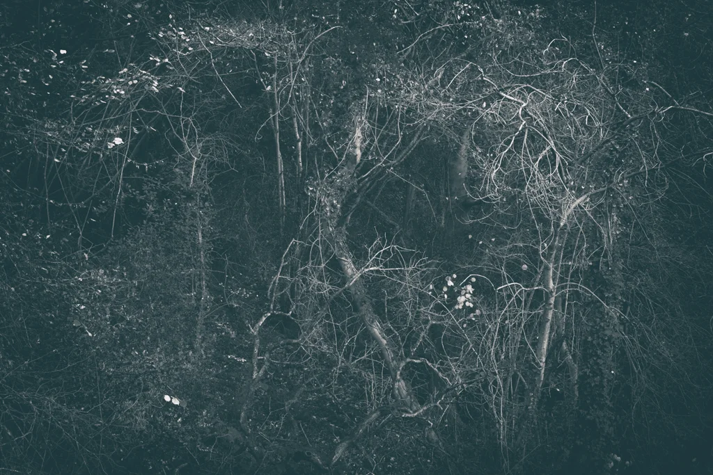 The Secret Language of Trees Week 8, November_20171123_0237_1.jpg