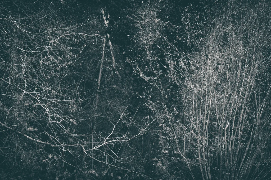 The Secret Language of Trees Week 8, November_20171123_0240_1.jpg