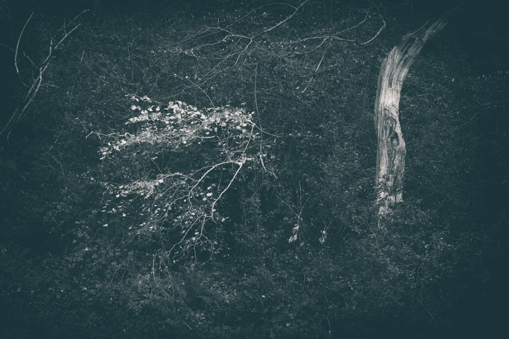 The Secret Language of Trees Week 8, November_20171123_0245.jpg