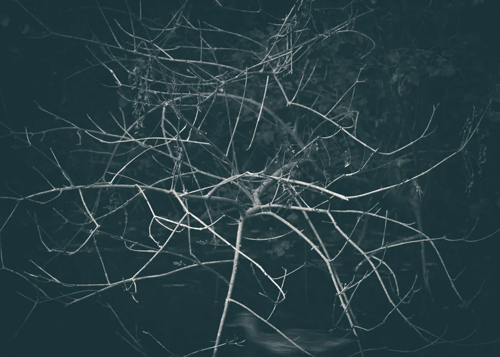 The Secret Language of Trees_20171005_0113_1.jpg