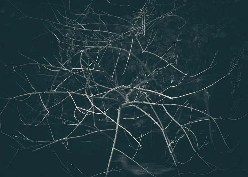 The Secret Language of Trees_20171005_0113_1BW toned.jpg