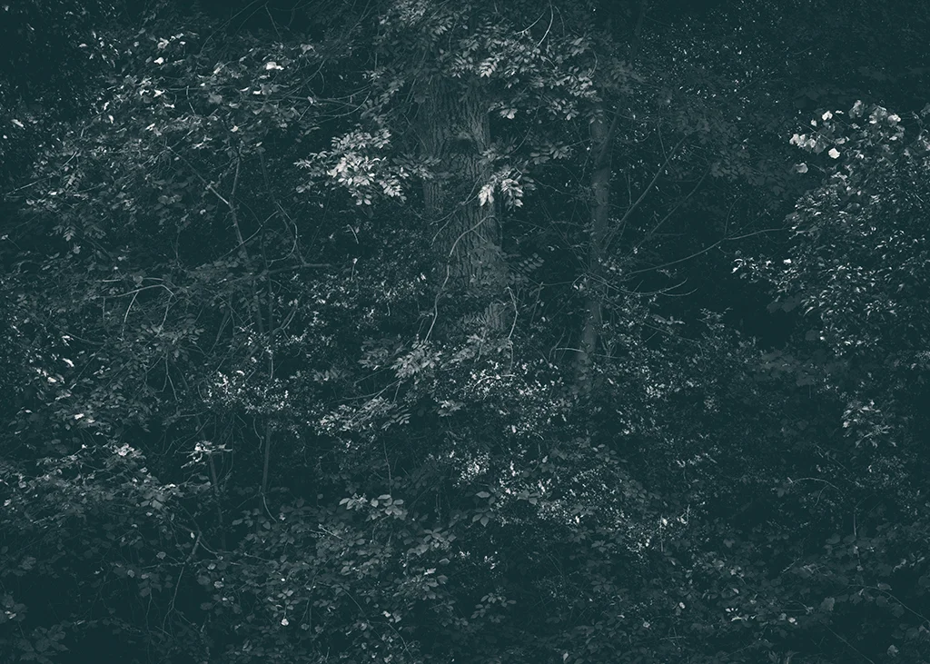 The Secret Language of Trees, week 2 October_20171013_0019_1BW toned.jpg