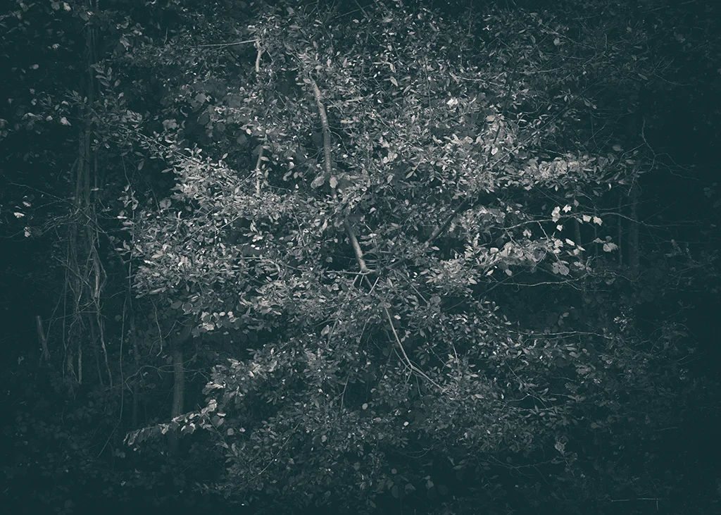 The Secret Language of Trees, week 2 October_20171013_0070_1_1BW toned.jpg