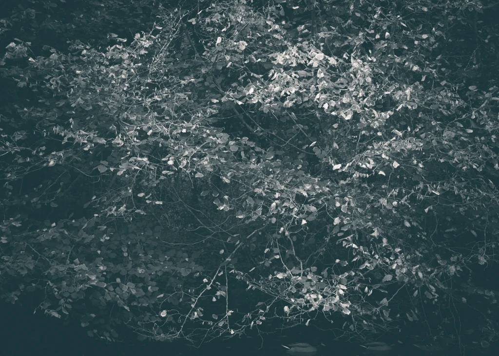 The Secret Language of Trees, week 2 October_20171013_0079_1.jpg