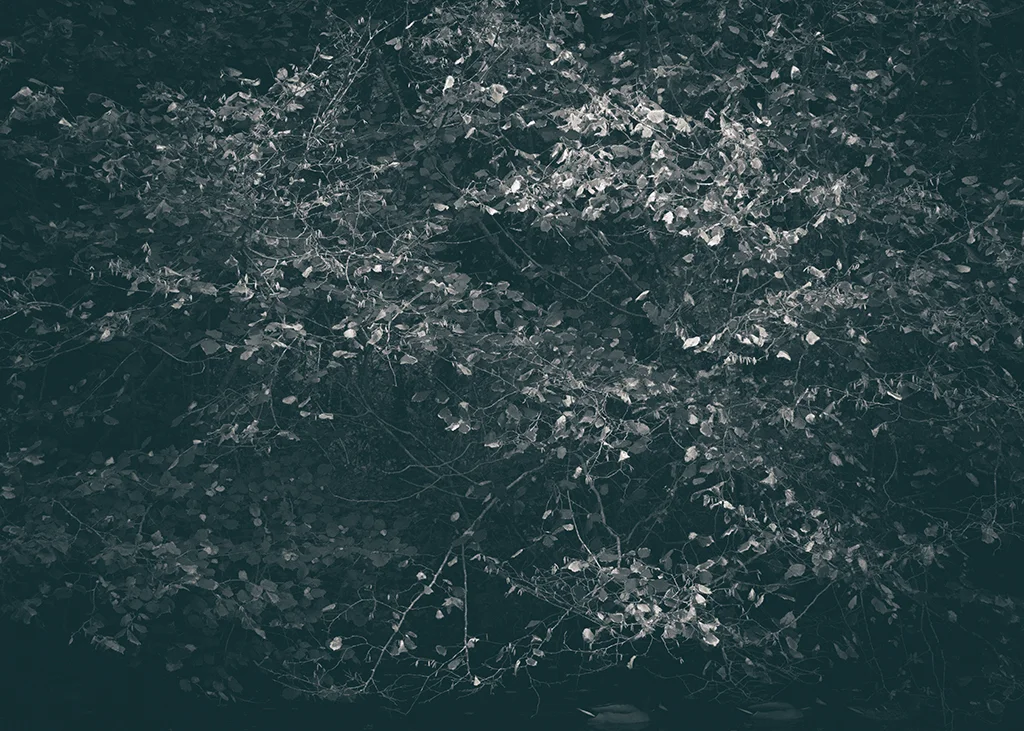 The Secret Language of Trees, week 2 October_20171013_0079_1BW toned.jpg