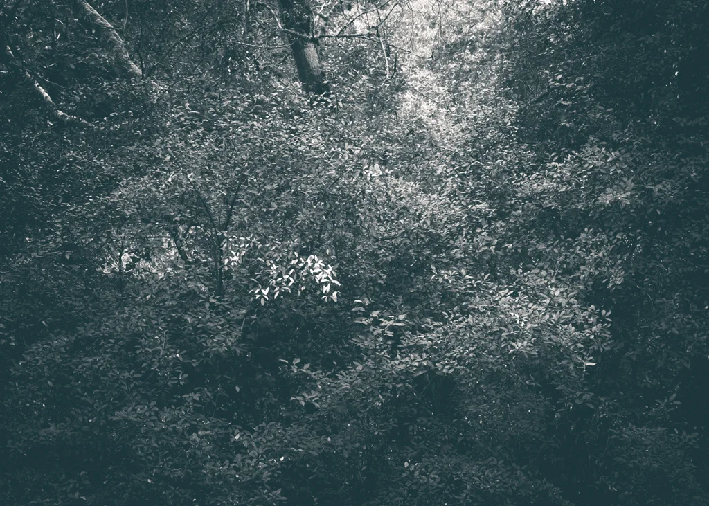 The Secret Language of Trees, week 2 October_20171013_0120_1.jpg