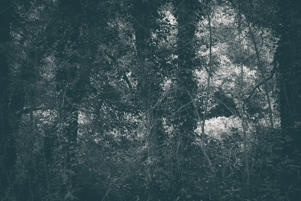 The Secret Language of Trees, week 2 October_20171013_0124_1.jpg