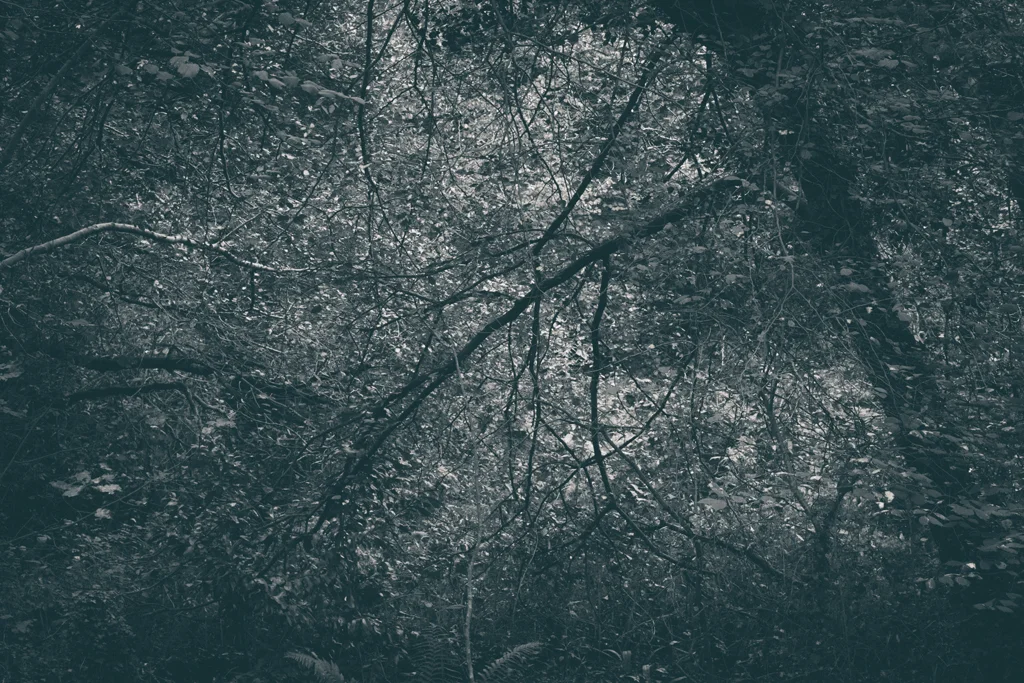 The Secret Language of Trees, week 2 October_20171013_0129_1.jpg