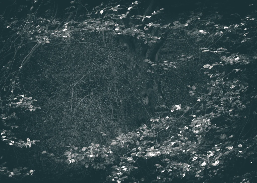 The Secret Language of Trees, week 2 October_20171013_0149_1_1.jpg