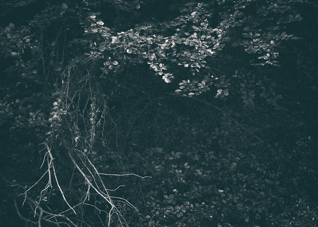 The Secret Language of Trees, week 2 October_20171013_0152_1BW toned.jpg