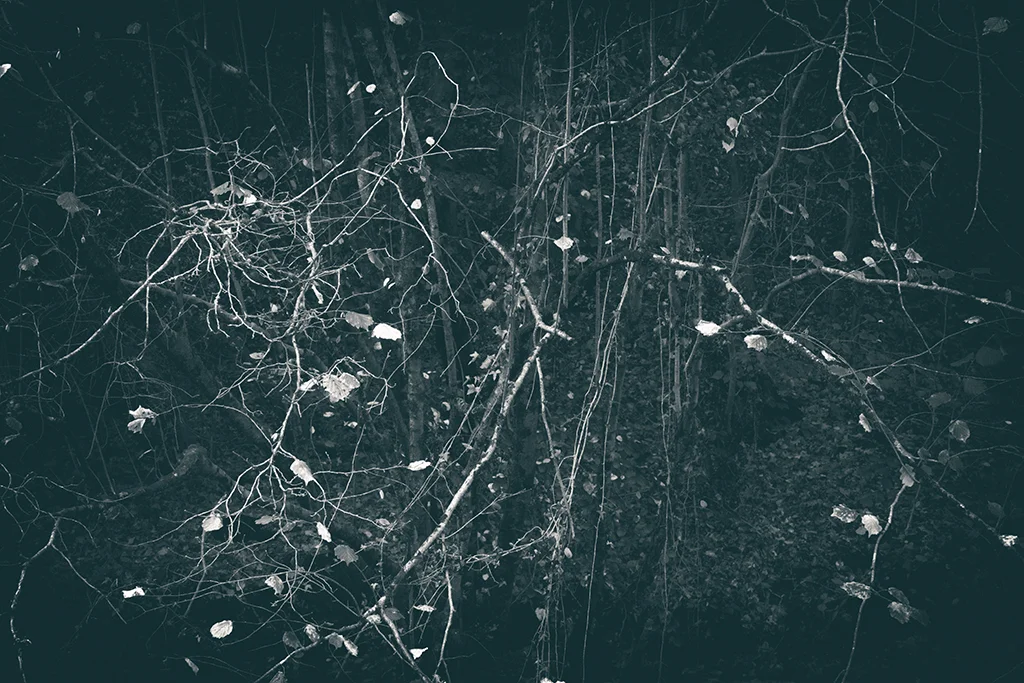 The Secret Language of Trees, week 2 October_20171013_0153_1BW toned.jpg