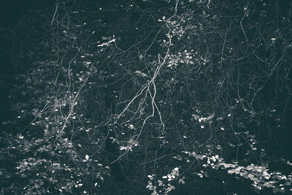 The Secret Language of Trees, week 2 October_20171013_0156_1BW toned.jpg