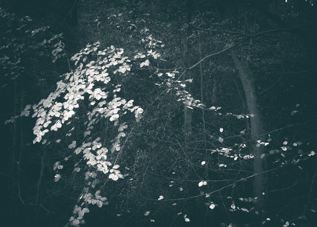 The Secret Language of Trees, week 2 October_20171013_0163_1.jpg