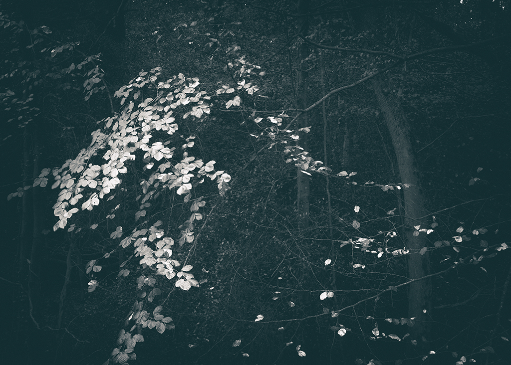 The Secret Language of Trees, week 2 October_20171013_0163_1BW toned.jpg