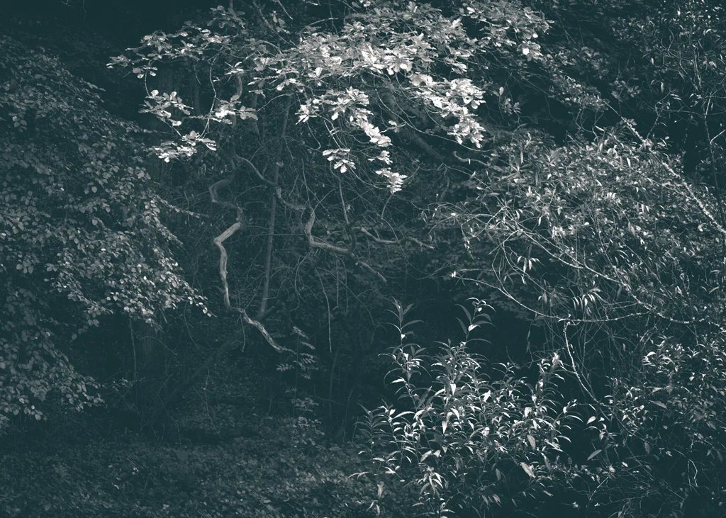 The Secret Language of Trees, week 2 October_20171013_0186_1.jpg