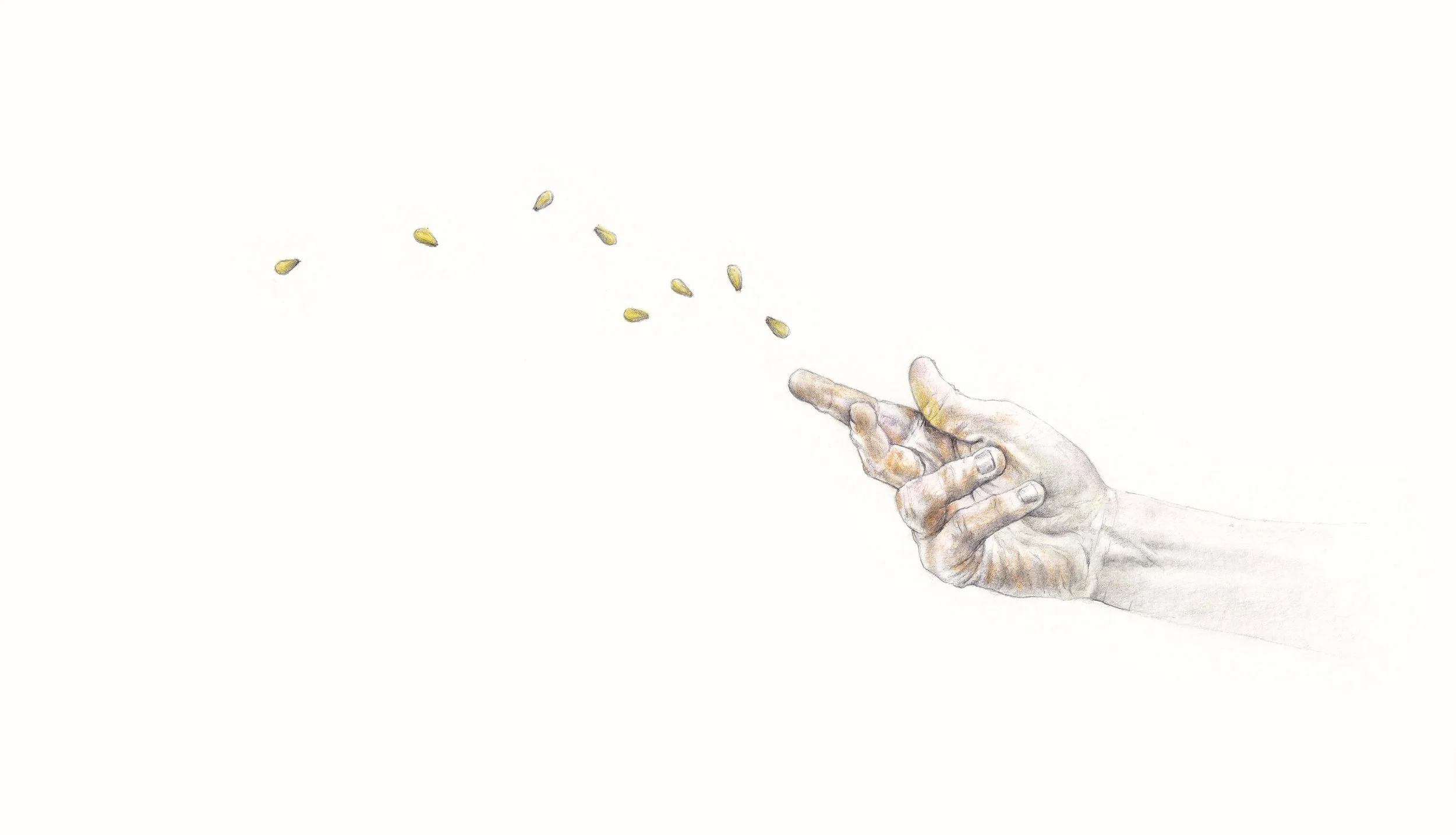 FionaCarswell-Sown-Pencil_on_paper-24x15cm-275euro.jpg