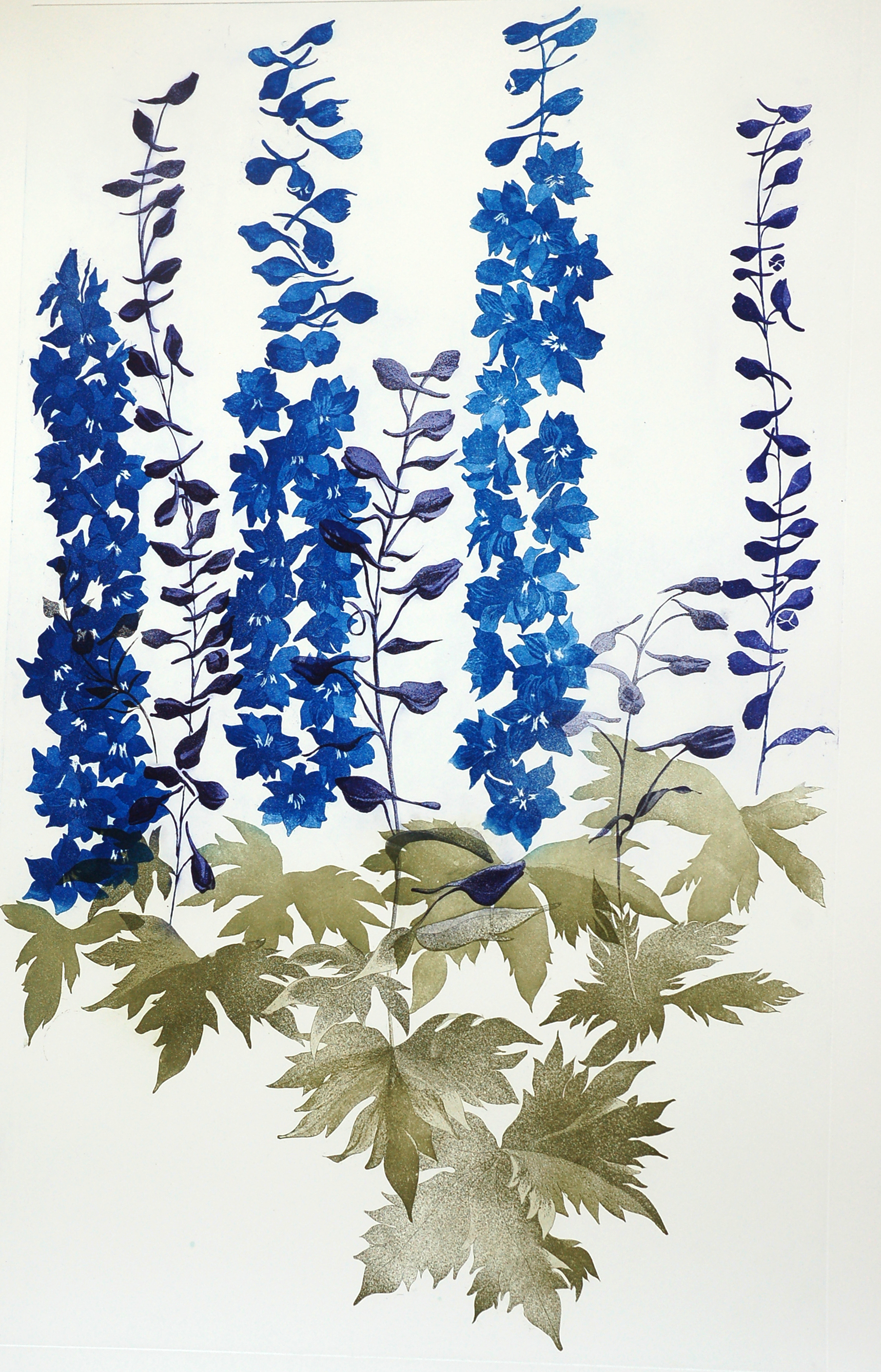 Delphinium II 