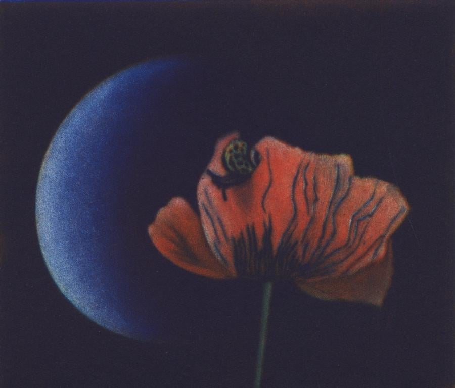 Tulip & Crescent Moon