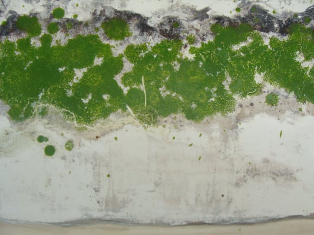 Lichen (green) ii