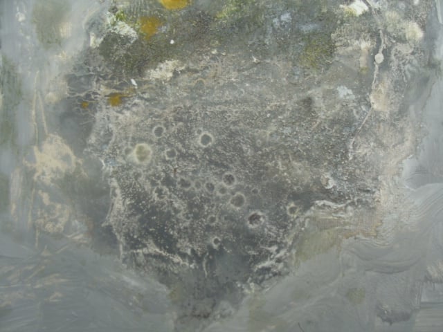 Lichen (grey) i