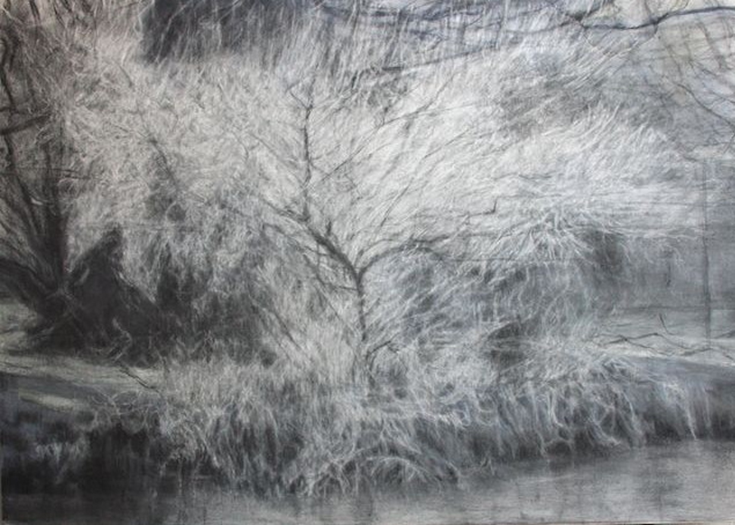 Riverbank tree - frost