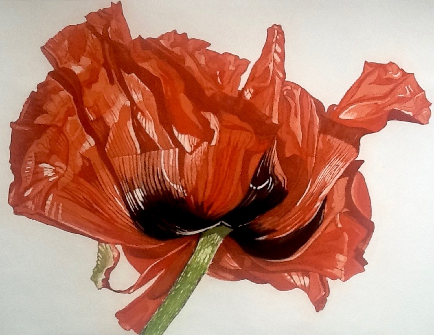 Oriental Poppy 