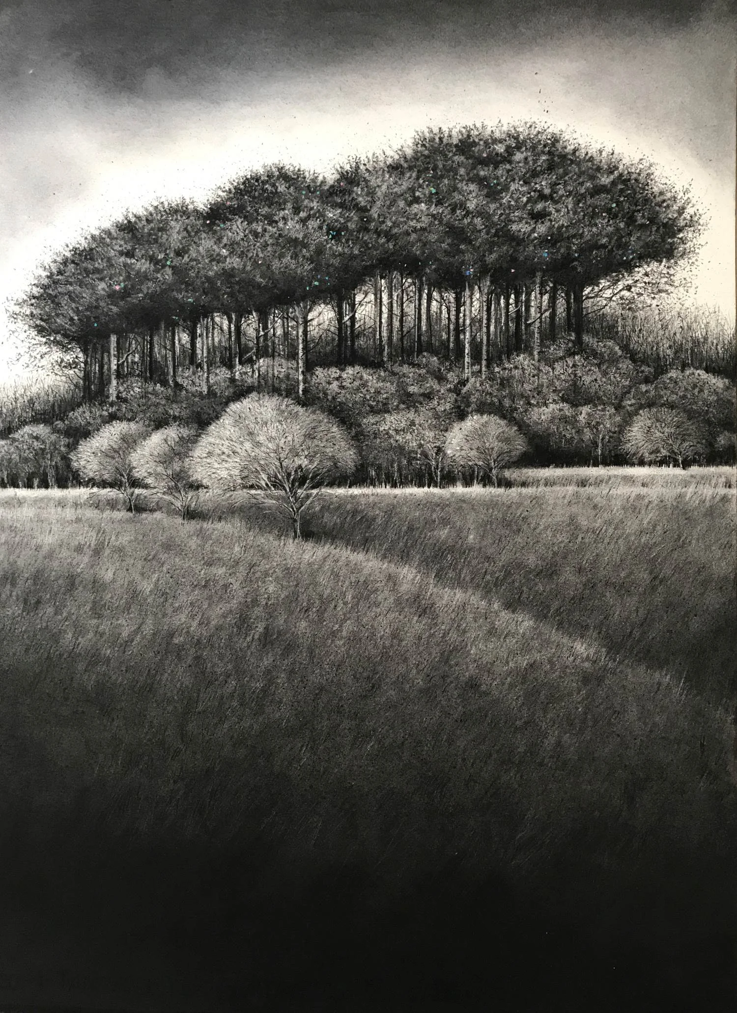 tree-line  - Sorca O'Farrell