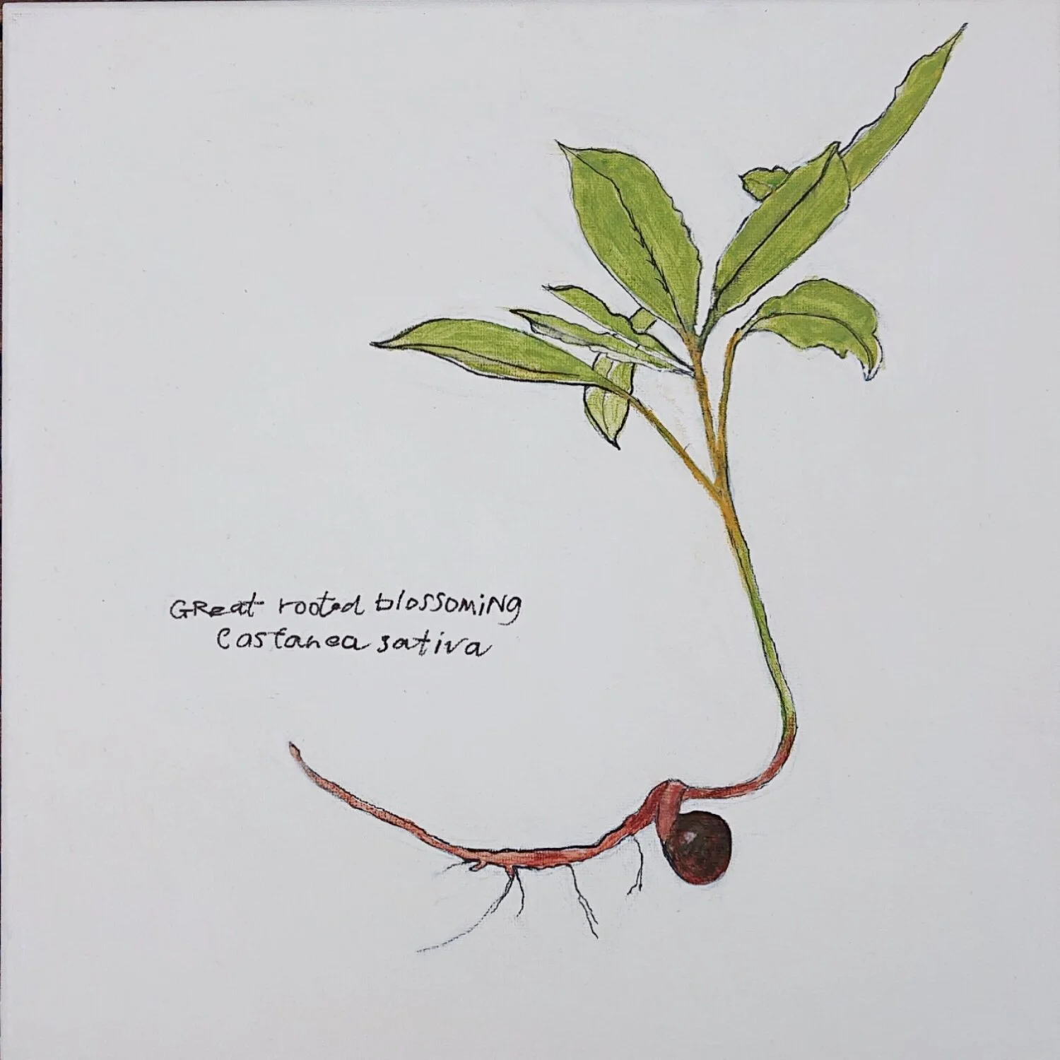Davey Orr, Anne - Great Rooted Blossoming - The Chestnut Tree