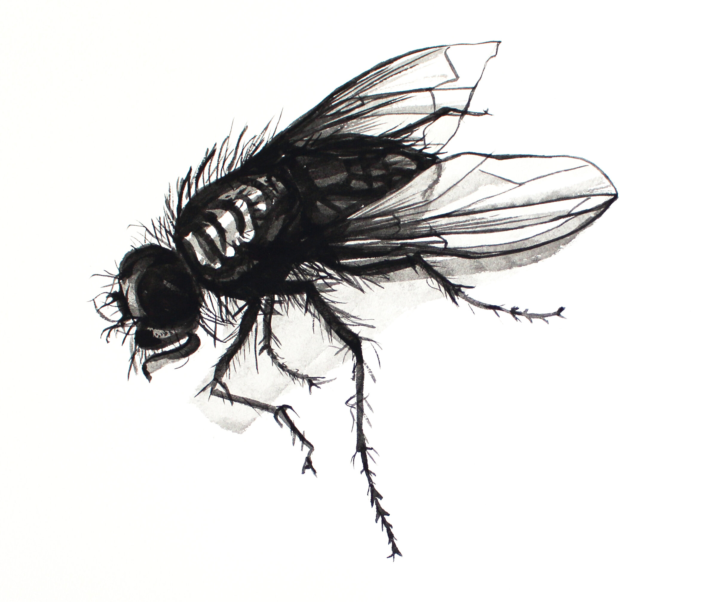 Pohli, Paula - The Long Legged Fly