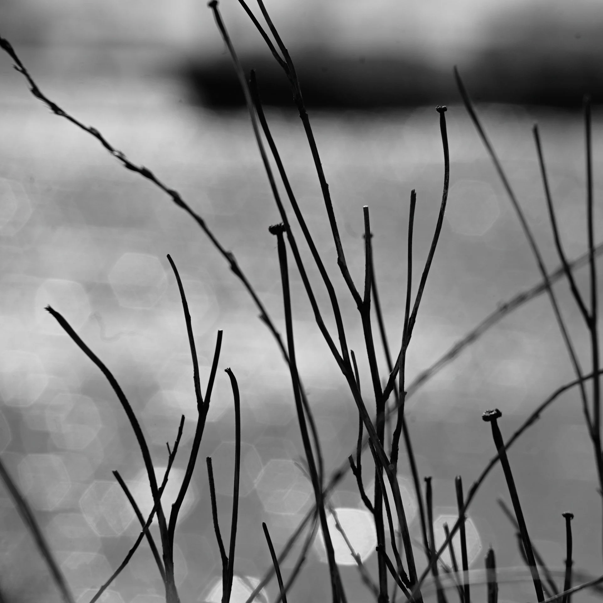 Bauer Elsbeth Waves Carry What We Cannot 1.jpg