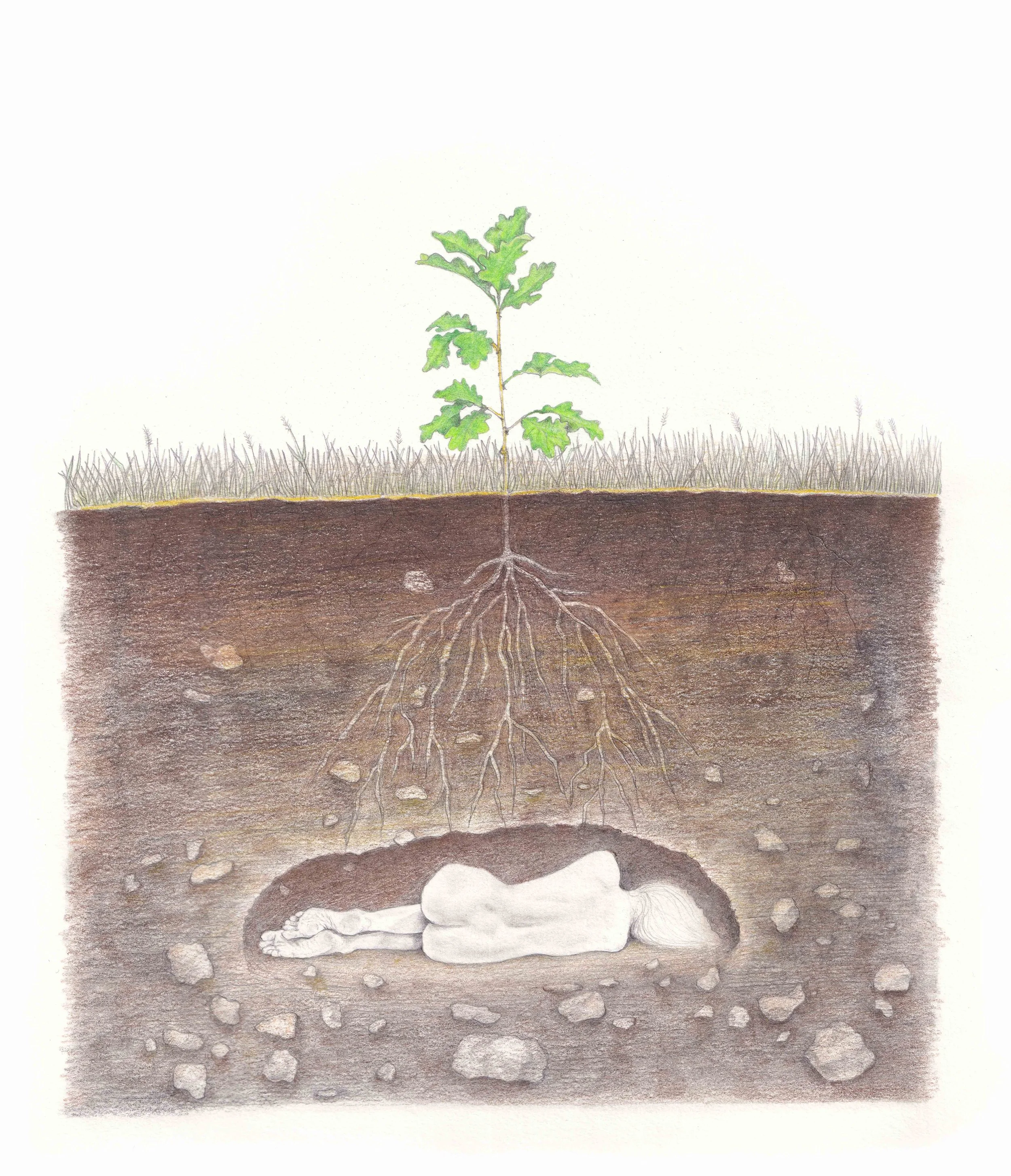 FionaCarswell-Grown-Pencil_on_paper-25x32cm-500euro.jpg