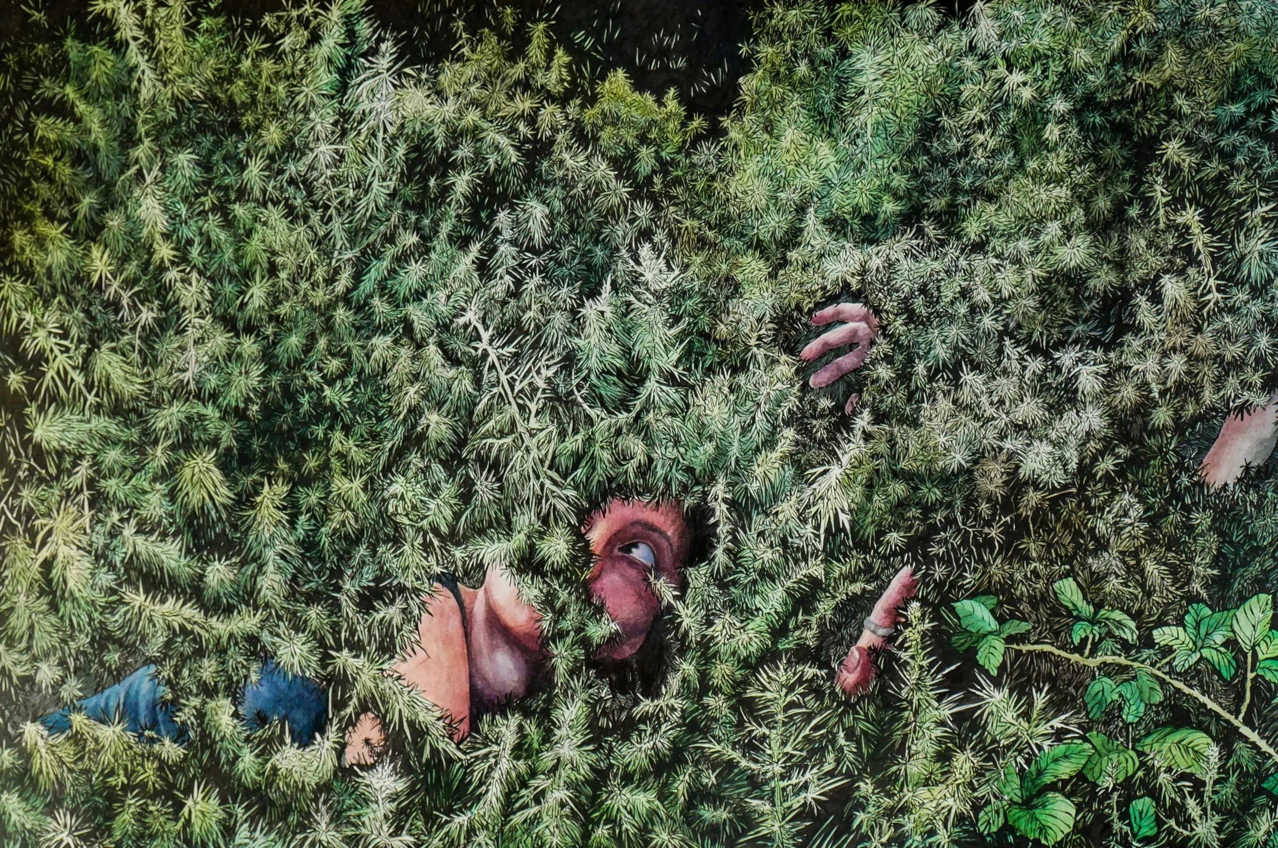 ManonWest,Gorse Creep,ink and watercolour on paper,40x60cm,€950..jpg