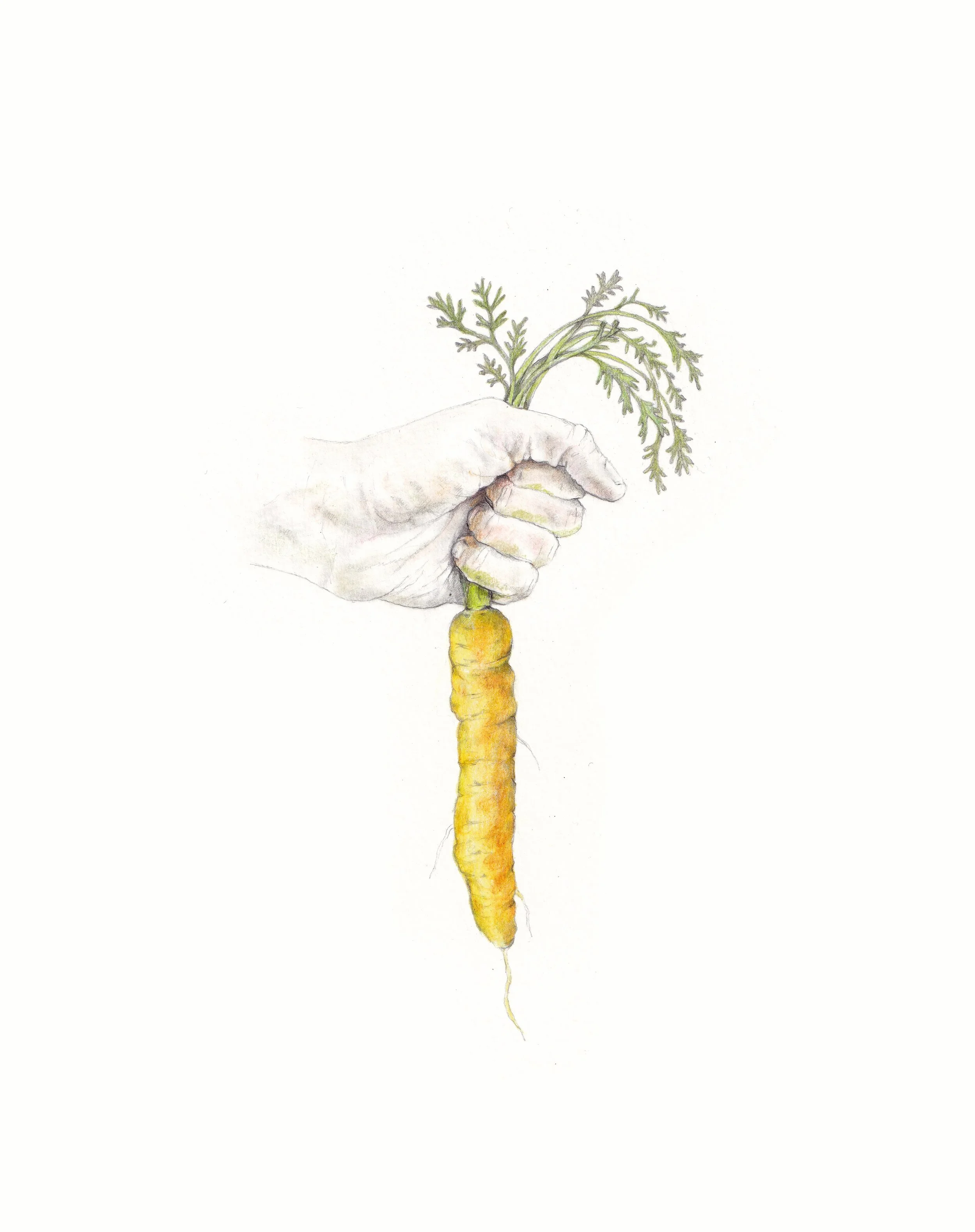 FionaCarswell-Picked-Pencil_on_paper-19x26cm-300euro.jpg