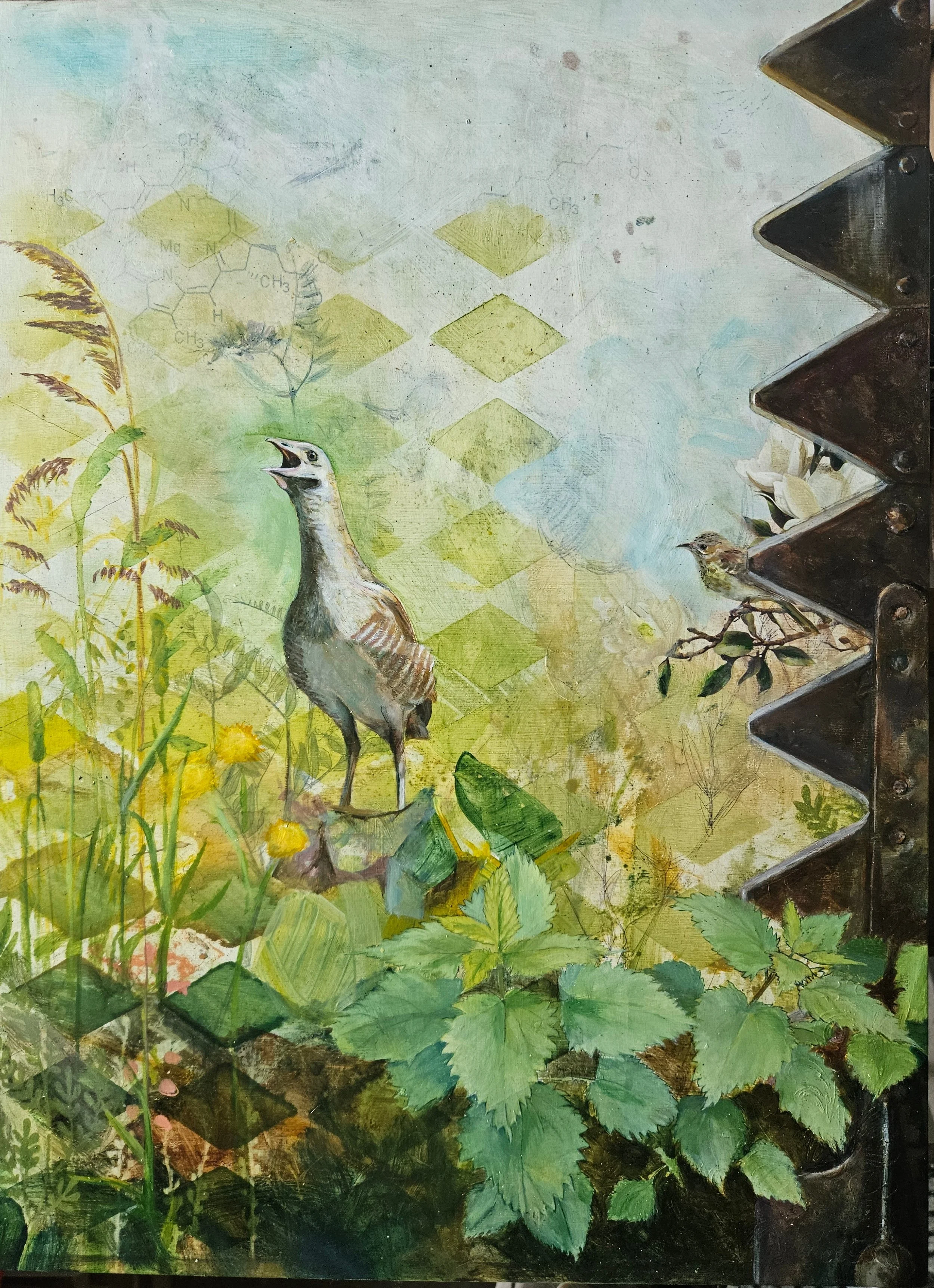 Bright, Clive - 'Corn Crake'