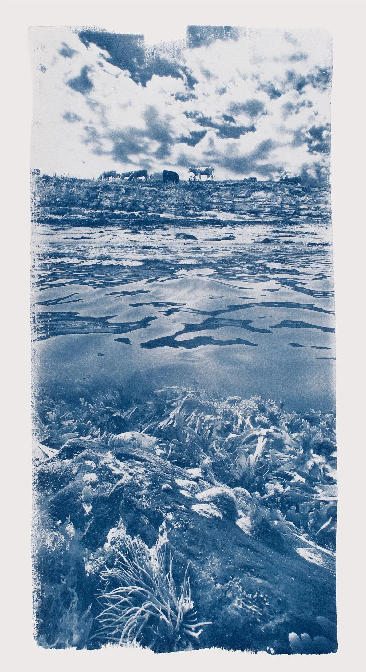 Martin, Rachel - 'Streedagh Head Grazers'  Edition of 5