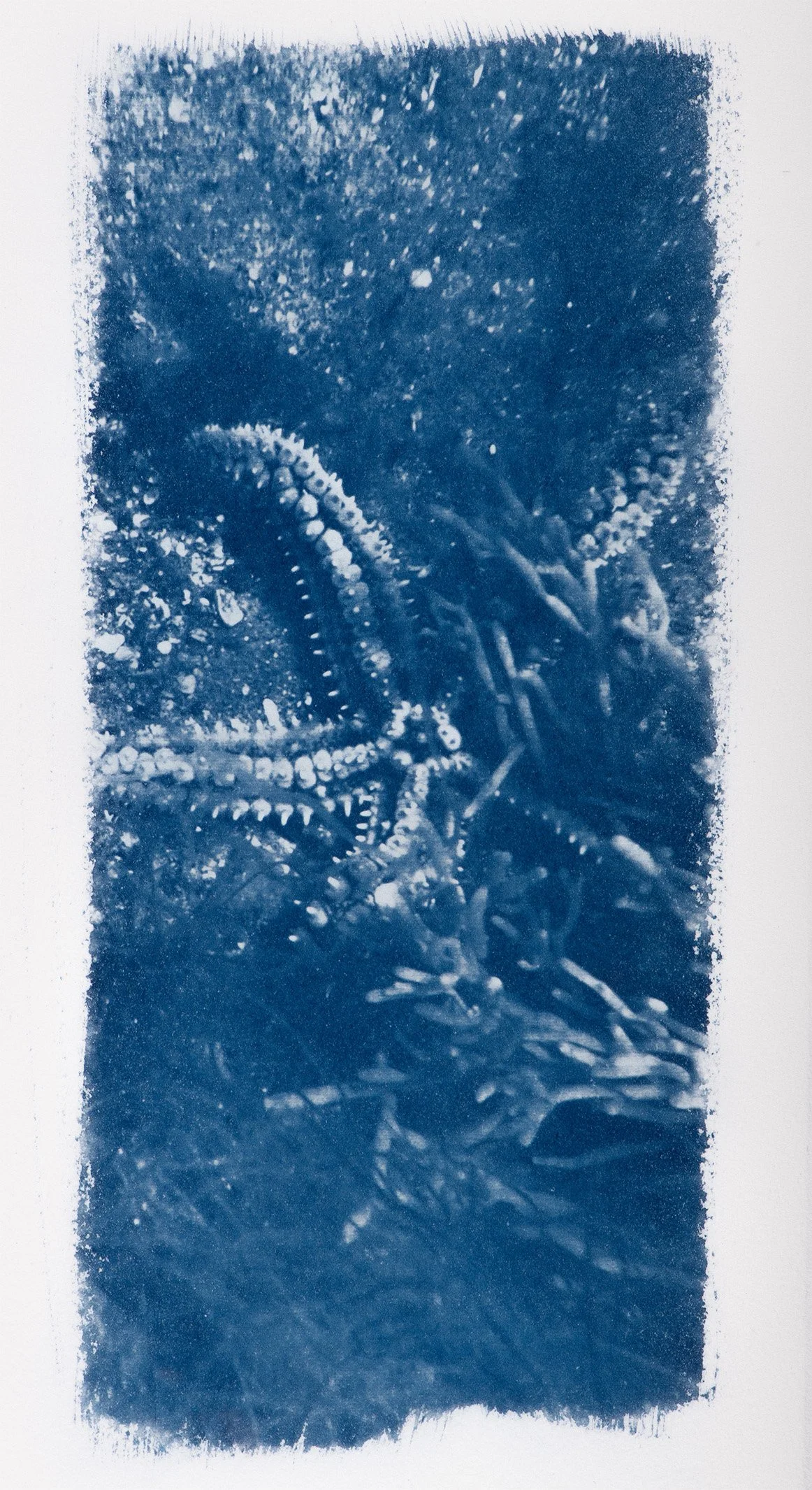 Rachel Martin, Title TBC 10, Cyanotype on BFK paper, 29 x 19 cm, €110, 2026, Edition of 5.jpg