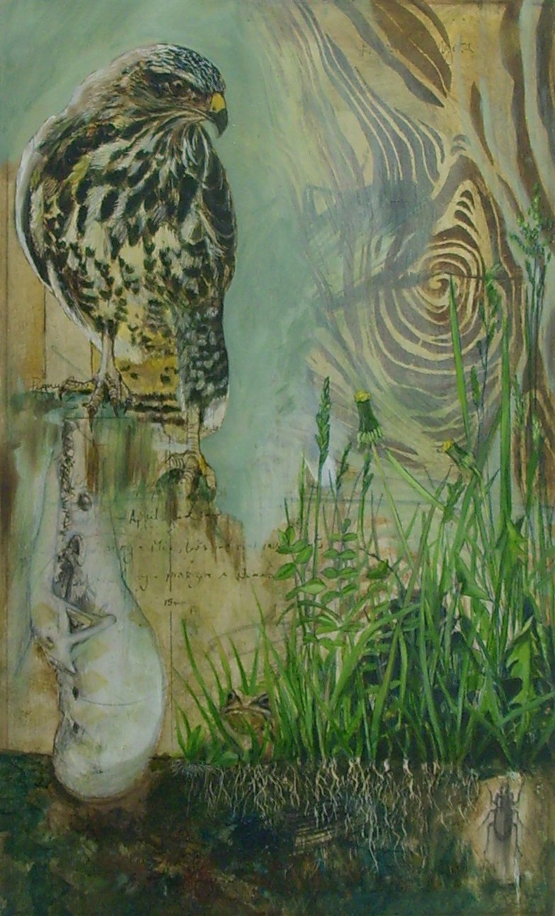 7 Buzzard Oil on Board 40x30cm 850.JPG