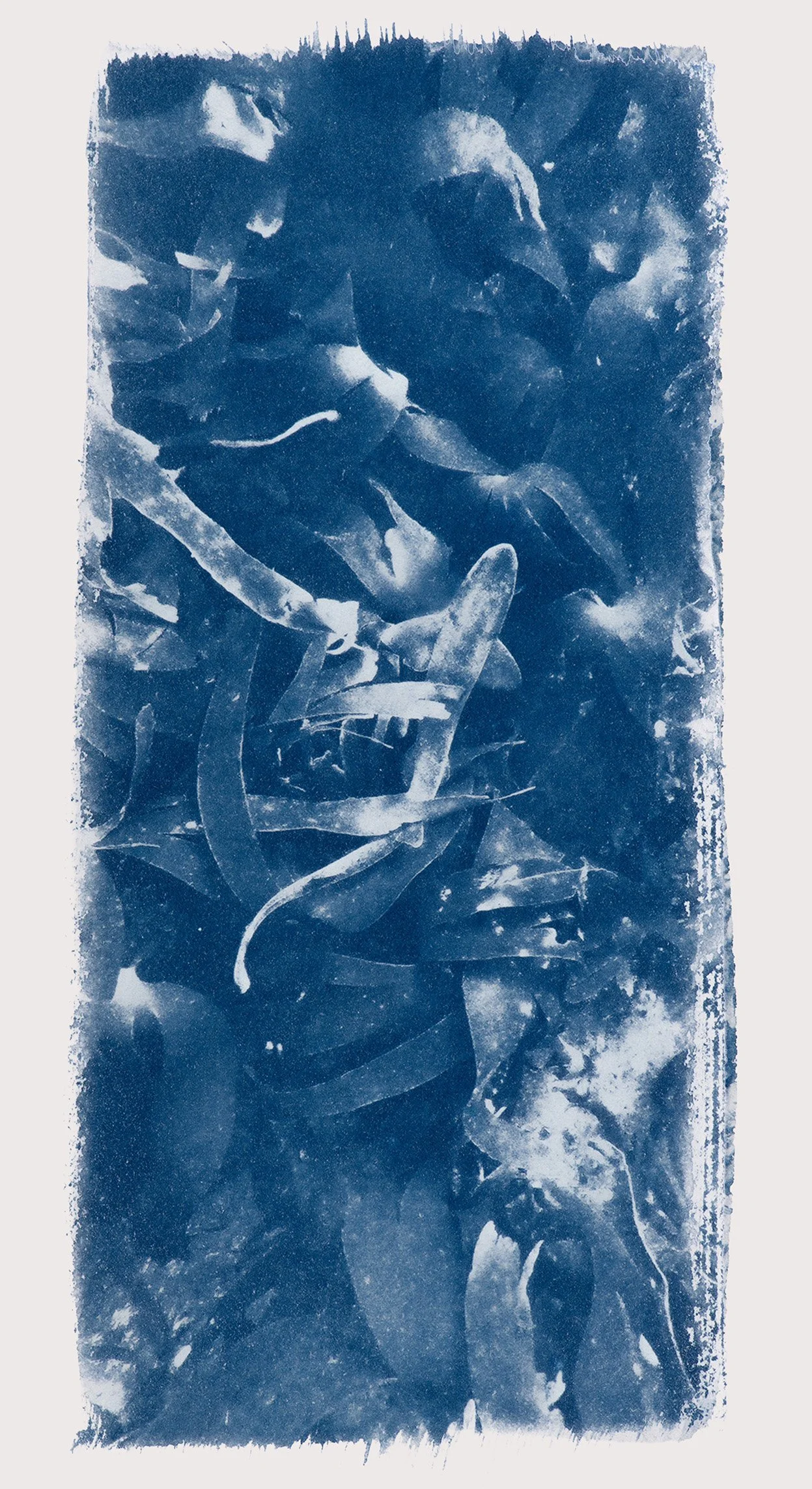 Rachel Martin, “To Spot a Dogfish” Cyanotype on BFK paper, 29 x 19 cm, €110, 2026, Edition of 5.jpg