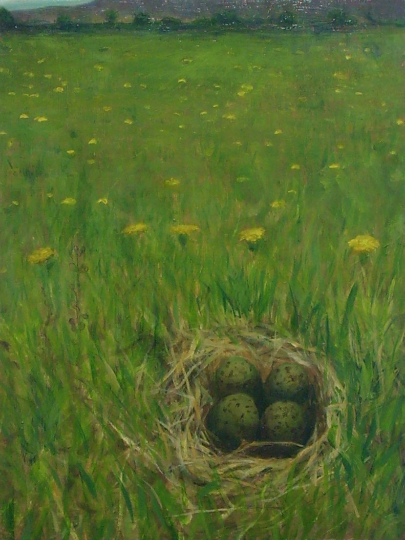 3 Curlew Nest Oil on Board 40x30cm 620.JPG