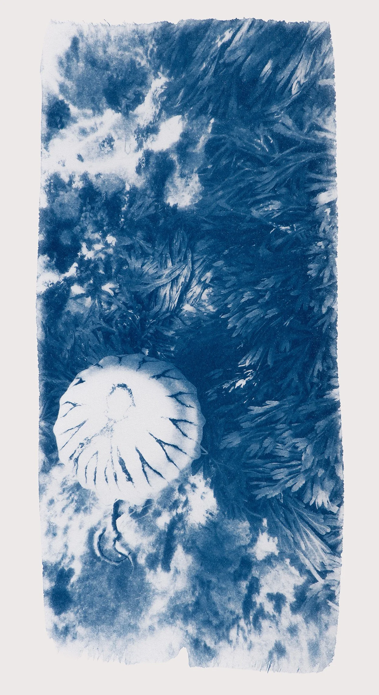 Rachel Martin, “Just Swimming By” Cyanotype on BFK paper, 29 x 19 cm, €110, 2026, Edition of 5.jpg