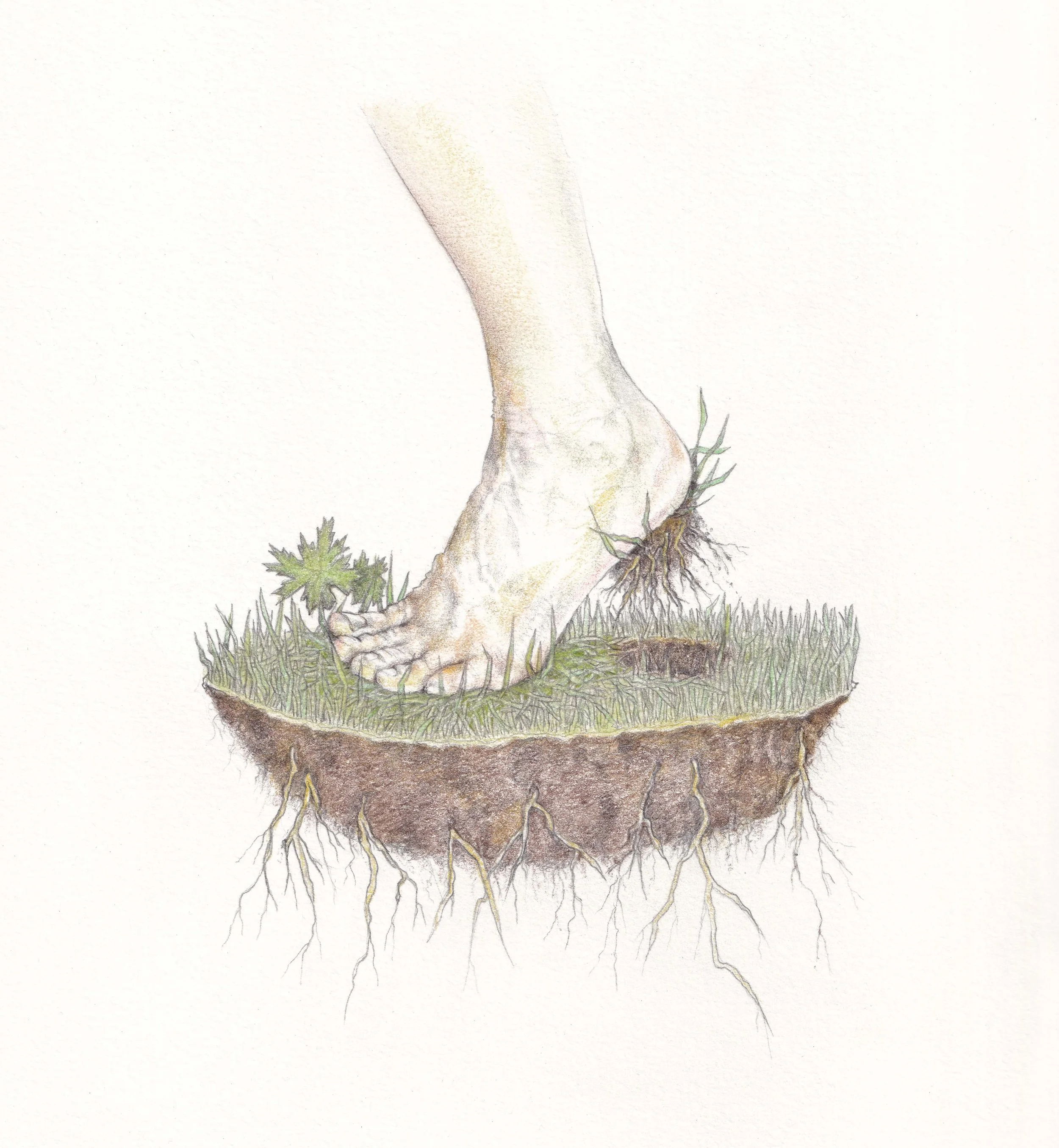 FionaCarswell-Uprooted-Pencil_on_paper-22x22cm-350euro.jpg