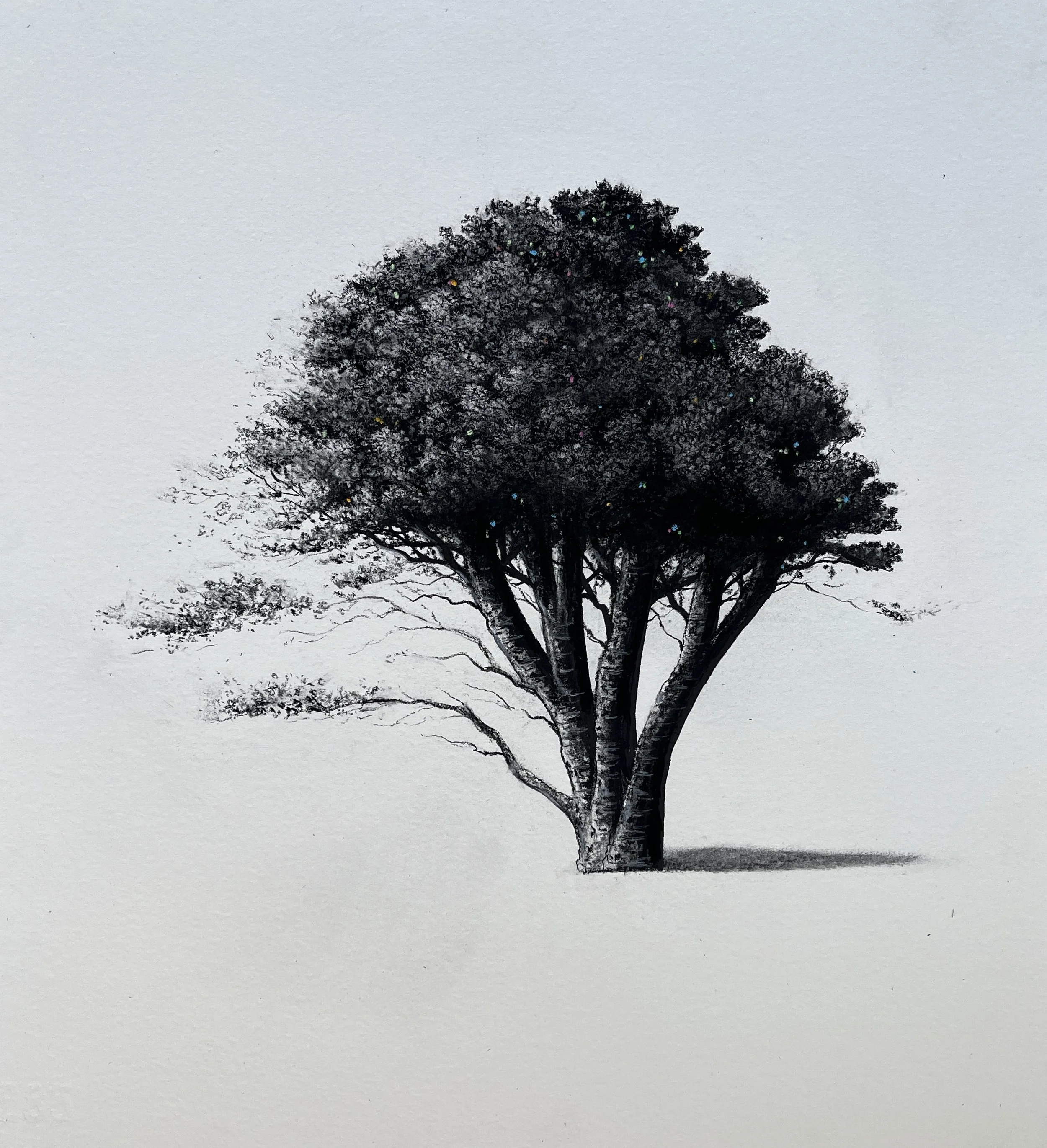 Sorca O'Farrell 'family tree, charcoal 40 x 38 cm-€360.jpg