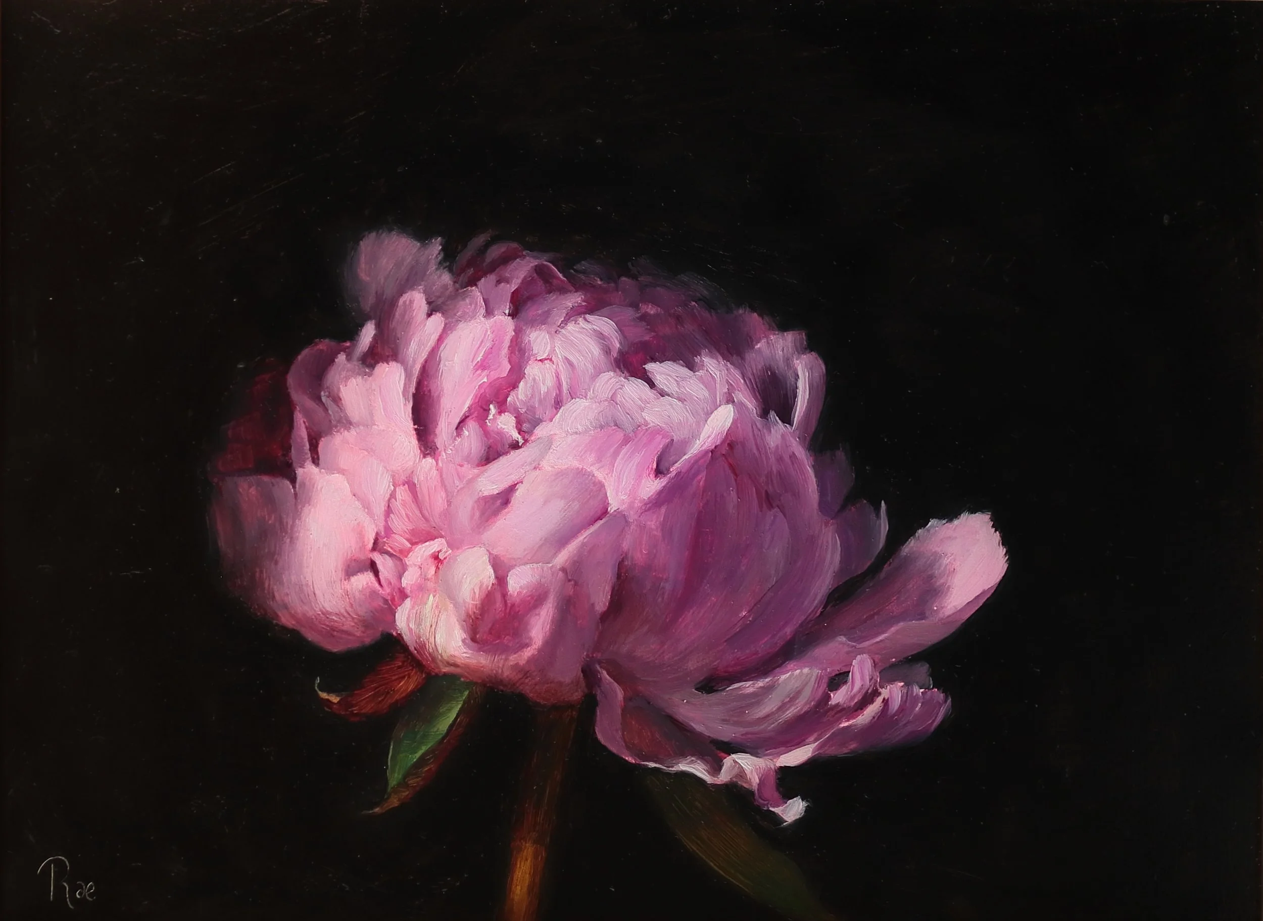 RaePerry.PinkPeony.15x20.2024 €480.JPG