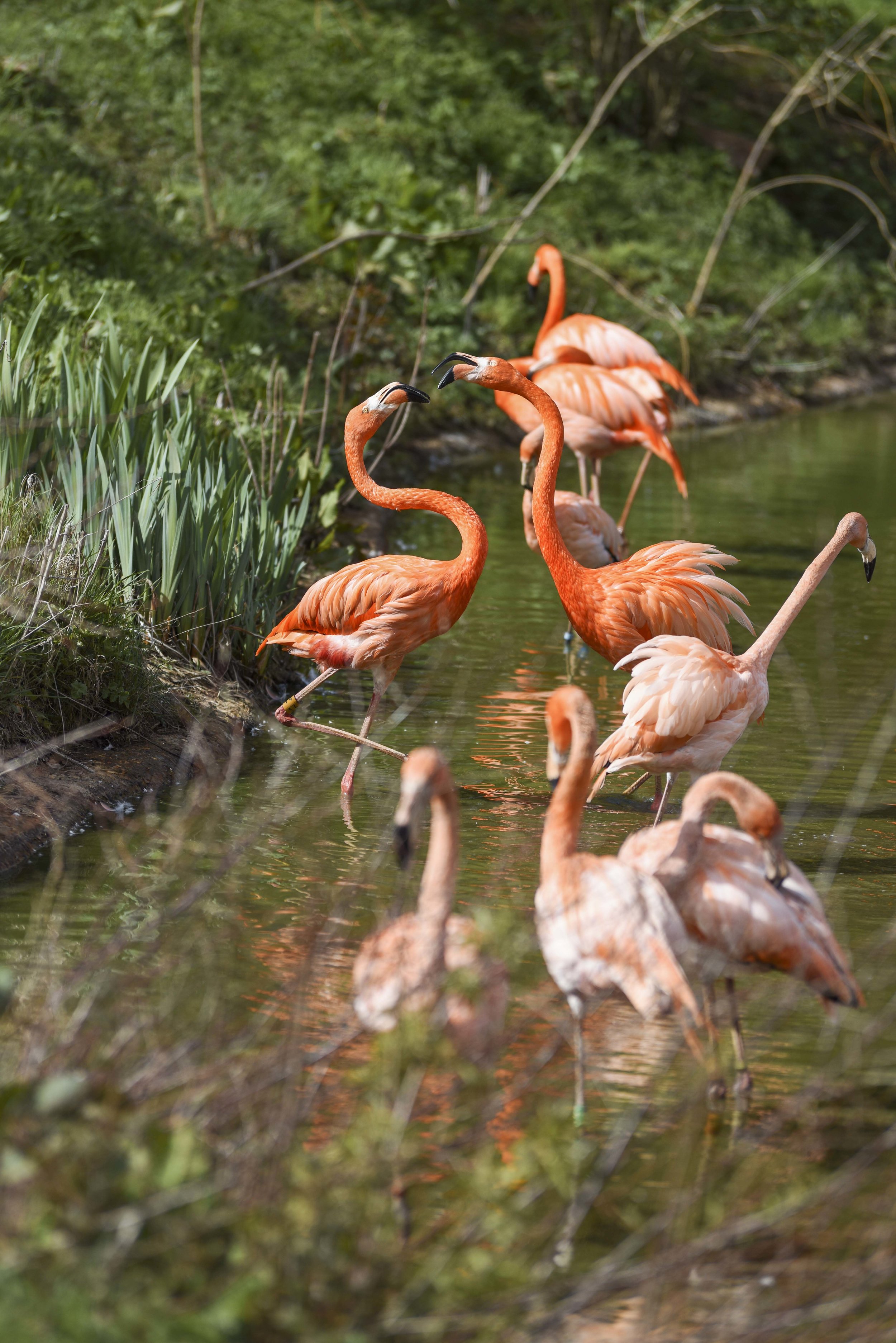 Whipsnade Flamingos
