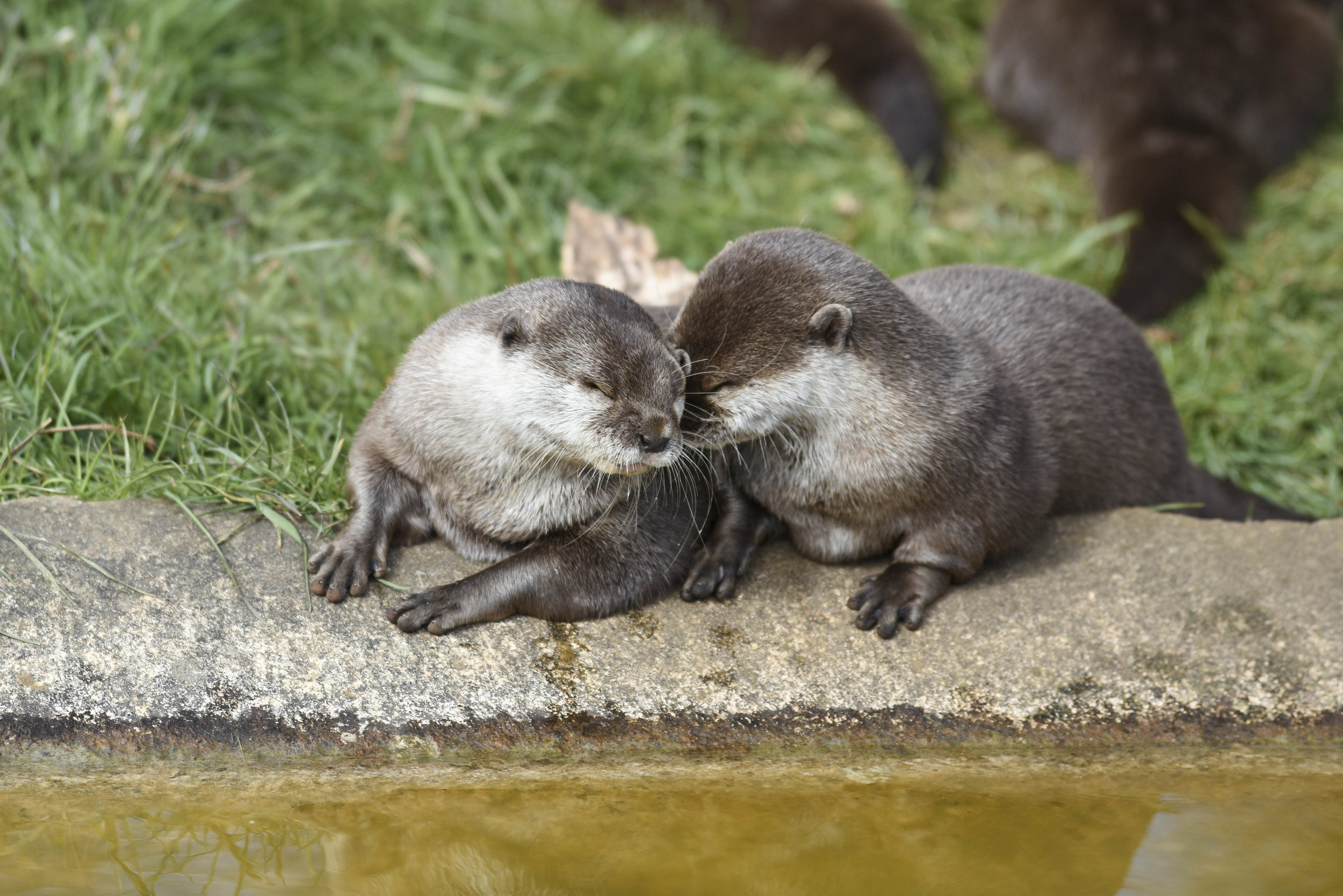 Whipsnade Otters